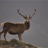 Red Deer - Cervus elaphus - stag backlit on moorland ridge. Sutherland, Scotland, UK. February 2006. 